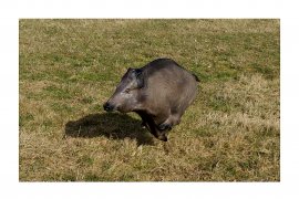 3D Archery Target Natur' Foam Running Boar