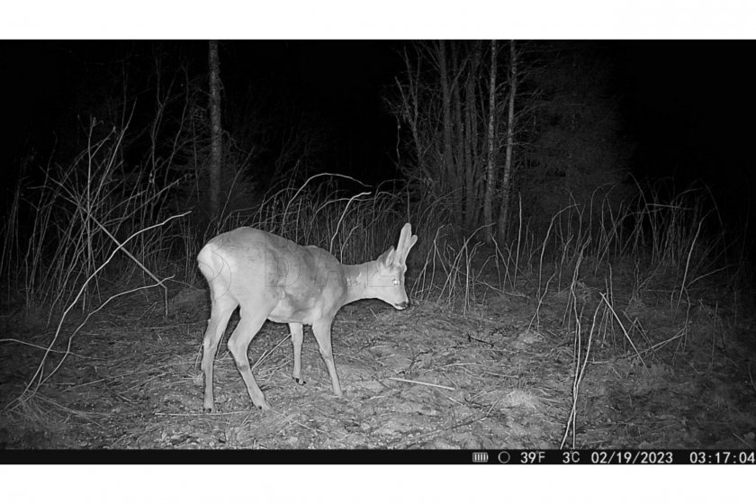 Hikmicro M15 Camera Trap