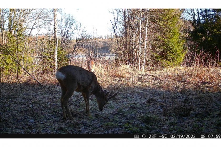 Hikmicro M15 Camera Trap